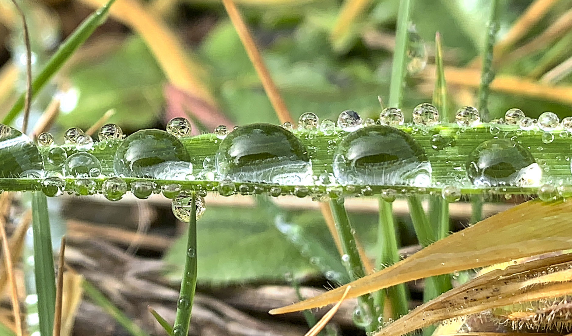 Raindrops